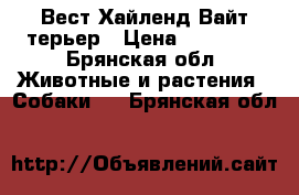 Вест Хайленд Вайт терьер › Цена ­ 25 000 - Брянская обл. Животные и растения » Собаки   . Брянская обл.